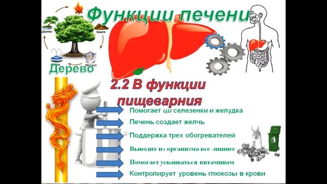 Теория У-Син. Функции Чжан и Фу органов. Печень и Желчный пузырь смотреть онлайн