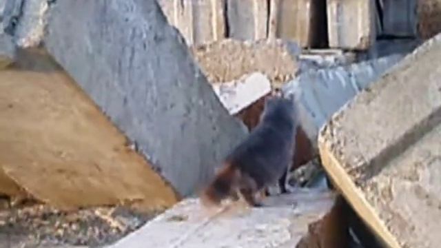 Кот Кузя - охота на собак. смотреть онлайн