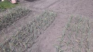 СИЛК - 21.05.16 г. Первая обработка чеснока препаратом СИЛК