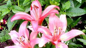 ИЮЛЬСКИЕ ЛИЛИИ в СИБИРИ