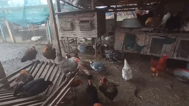 КОЛИ ЗАНЕСУТЬСЯ ЦЕСАРКИ? ОСНОВНА ІНФОРМАЦІЯ ПРО ЦЕСАРОК смотреть онлайн