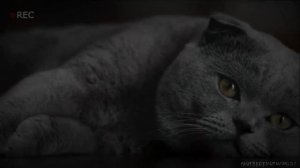 Страшные истории на ночь - что вылезло из тумана 4! Страшилки на ночь