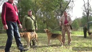 55-я Смоленская областная выставка охотничьих собак