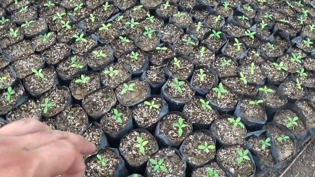 Первая ПОДКОРМКА КАТАРАНТУСОВ. 15 Дней после посева. Выращиваем без рассадным способом.