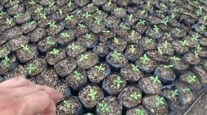 Первая ПОДКОРМКА КАТАРАНТУСОВ. 15 Дней после посева. Выращиваем без рассадным способом.
