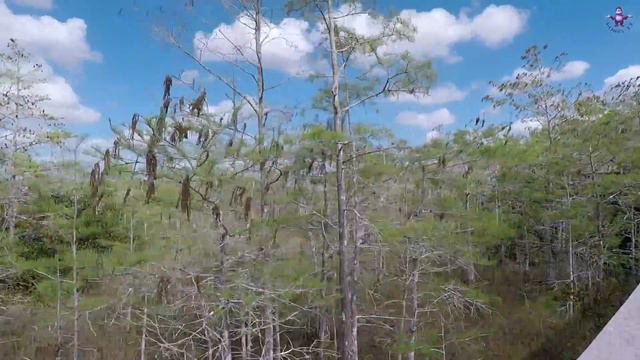 !!! 2,7К !!! Флорида #5. Национальный Парк "Everglades" Крокодилы