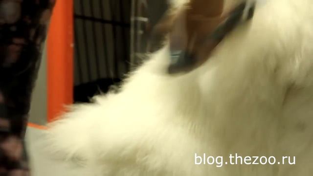 Груминг самоеда