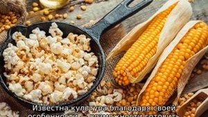 Посадка кукурузы в открытый грунт в Подмосковье