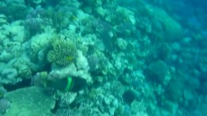 Рифы Стелла Макади и Форт Арабески