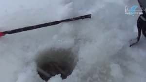 Горьковское водохранилище, около 2, 5 км от базы отдыха "Чайка". Сайт "Рыболов НН"