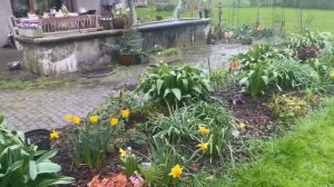 ГОРТЕНЗИИ И ИХ КОМПАНЬОНЫ В СЕРЕДИНЕ АПРЕЛЯ. 15.04.23.