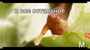 Улитки едят лист капусты