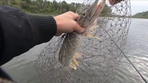 Ловля щуки