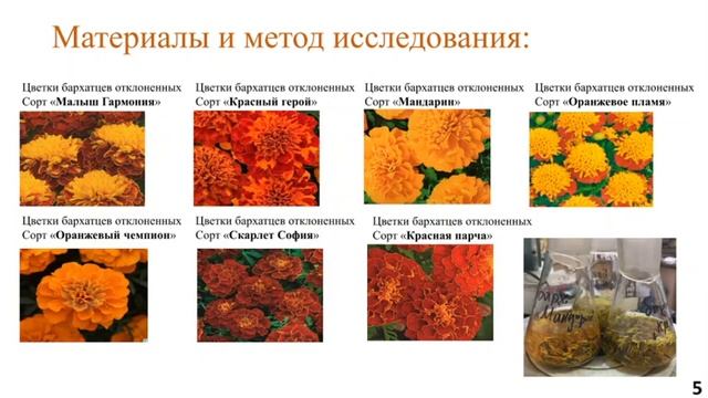 микроскоп и цветы бархатцы исследование лаборатория