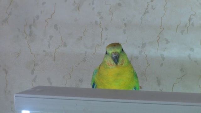 Певчий попугай Проша 3 смотреть онлайн