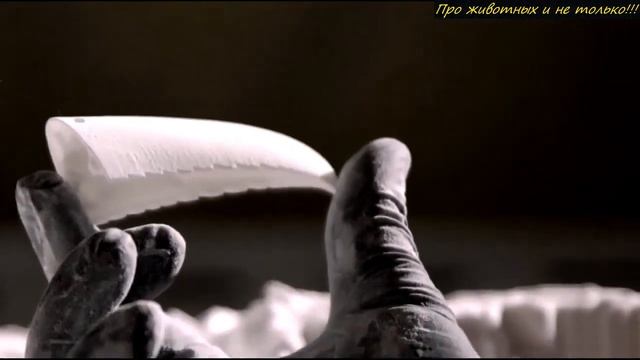 Посмотри что сделали люди с туканом, который лишился части клюва! смотреть онлайн