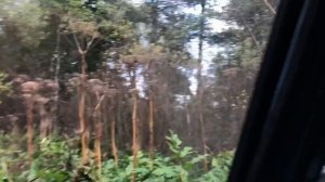 УАЗ 469 в лесу/ стоковый уаз на военных мостах/ в поисках реки