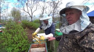 ПЧЕЛОВОД СДЕЛАЙ ТАК КАК Я И ПОЛУЧИШЬ ХОРОШИХ КРУПНЫХ МАТОК РАННЕЙ ВЕСНОЙ..mp4