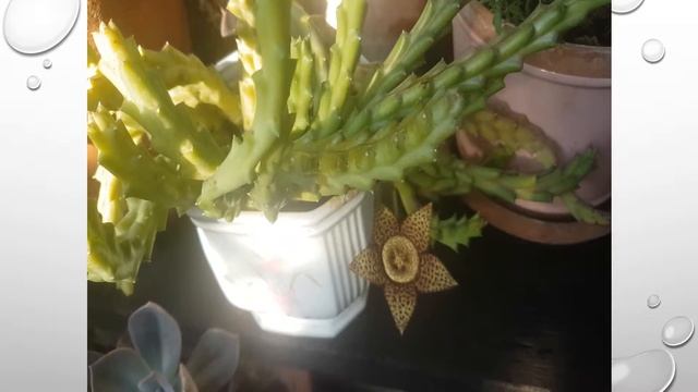 Orbea Variegata - Star flower - Stapelia Variegata смотреть онлайн