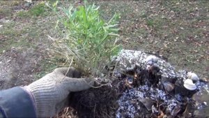 Как сохранить алиссум SNOW  PRINCESS