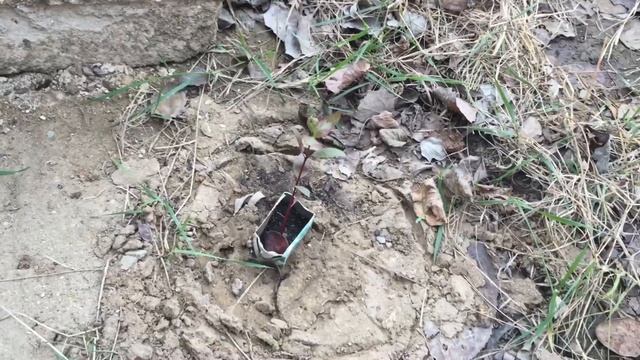 Выращивание фисташки продолжение смотреть онлайн