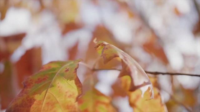 Игорь Северянин - Поэза странностей жизни