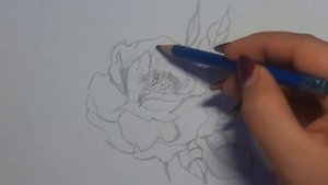 Как нарисовать цветы карандашом/ пионы / How to draw peonies.