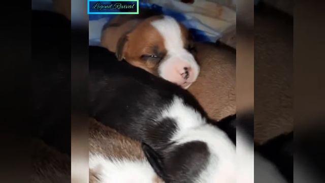 Щенки Амстафф от прекрасной пары💗