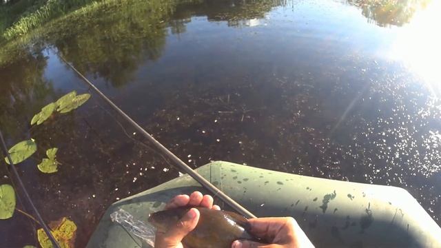 ЛИНЬ В ТРАВЕ. НАШЕЛ ЛИНЯ. ЛОВЛЯ ЛИНЯ С ЛОДКИ. ВЕЧЕРНЯЯ ЛОВЛЯ ЛИНЬКА. смотреть онлайн