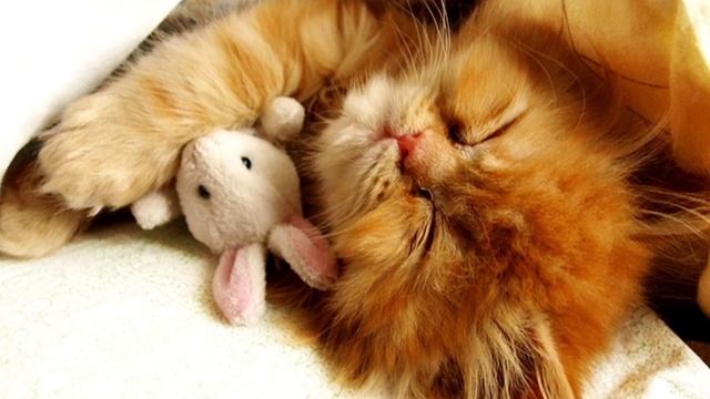 Спокойной ночи // Сладких снов ?? Красивое Пожелание смотреть онлайн