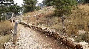 Ливанские кедры или то что от них ОСТАЛОСЬ!!!