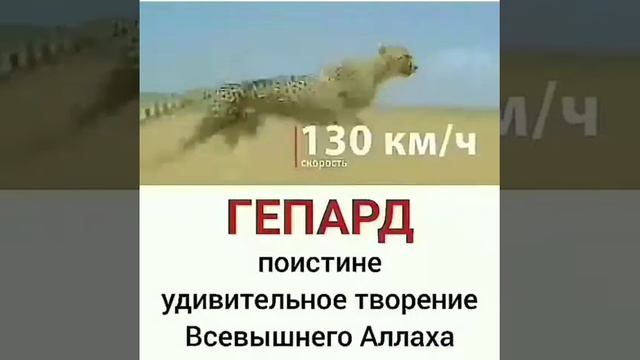 гепардам грозить вымирание смотреть онлайн