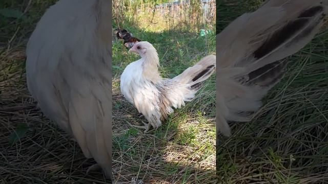 Малазийская серама. Для заказа директ (ссылка во вкладке "о канале") ДОСТАВКА ПО РОССИИ