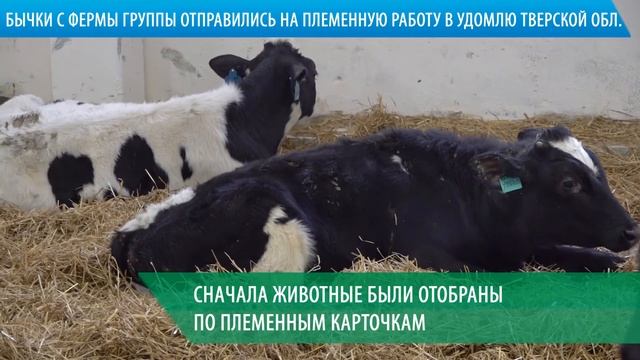 Бычки с фермы ГК «Агропромкомплектация» отправились на племенную работу в Удомлю