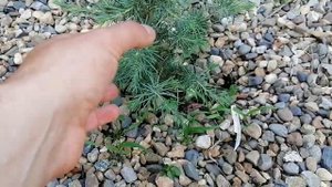 как отличить кедр гималайский от кедра ливанского и атласского