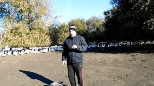 Кому нужны гусята зимой?//Проблемы зимней яйцекладки у гусей//