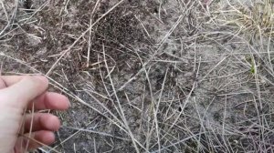 ? Первые выходы из муравейника после зимовки, муравьи собрались в клубок