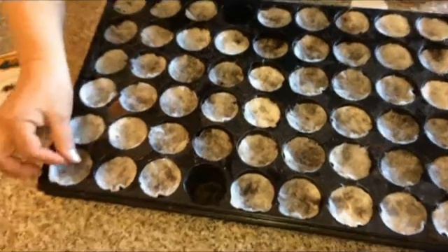 Посадка Петунии на рассаду смотреть онлайн