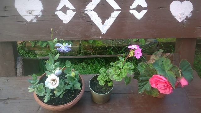 Эустома, пеларгония, клубневая бегония. Цветение. Финал истории. My flowers blossomed смотреть онлайн