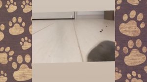 ПРИКОЛЫ С ЖИВОТНЫМИ-Смешной Хомяк Сема-ХОМКИ - (СМЕШНАЯ ОЗВУЧКА) - Hamsters like #271