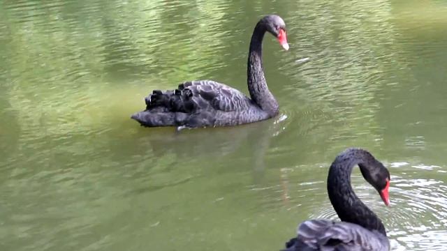 Чёрные лебеди. смотреть онлайн