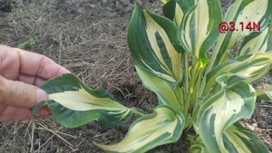 ☘️хоста Bullfrog#petrnovar #запорожье #hostas #хосты