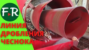 Бизнес на чесноке! Дробление чеснока и обработка зубков перед посадкой. Посадка семенного чеснока.