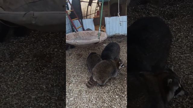 #ямыилюша #енотики #животные #raccoon #енот #зима смотреть онлайн