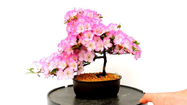 Bonsái Rhododendron Indicum (Azalea). ref.RDI24 смотреть онлайн