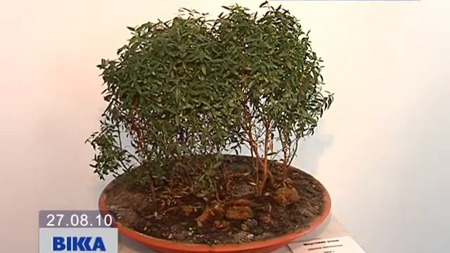 Міні-сад у Черкасах смотреть онлайн