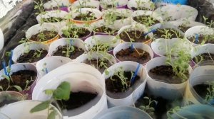 Лаванда. Обзор рассады лаванды. Пикирование лаванды.