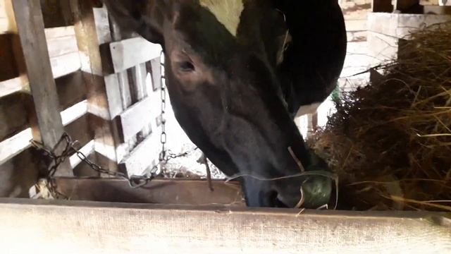 Как мы покупали первую корову!  На что нужно обратить внимание! Какие признаки молочности  у коров