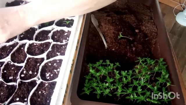 Бархатцы ТАЙШАН. Цветы до заморозков
