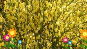 Ракитник ранний Вансе. Краткий обзор, описание характеристик cytisus x praecox Vanesse